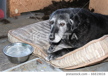 A sad dog with a frozen water bowl 88819816