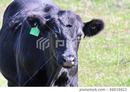 Closeup of the head of a black cow with ear tag 88819821