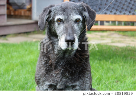 Grumpy Senior Dog in the Backyard 88819839