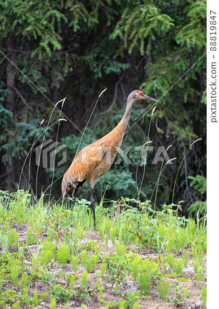 And adult sandhill crane stands in grass by a forest 88819847