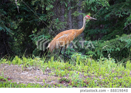 And adult sandhill crane stands in grass by a forest 88819848