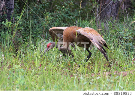An adult male sandhill crane displaying for a mate An adult male sandhill crane displaying for a mate 88819853