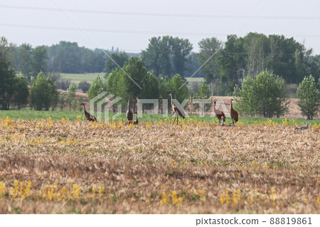 A flock of sandhill cranes rest in a field A flock of sandhill cranes rest in a field 88819861