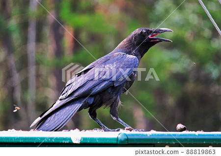 A raven trying to catch flies with its mouth wide open 88819863