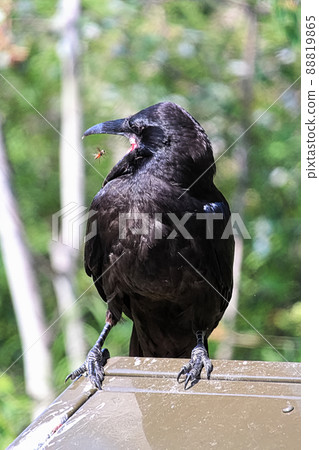 A raven twisting its head to catch a fly 88819865