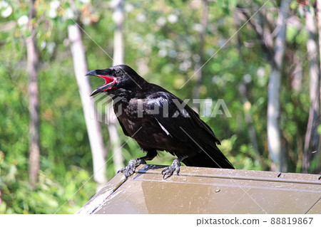 A raven perched on a catching flies with it mouth wide open A raven perched on a catching flies with it mouth wide open 88819867