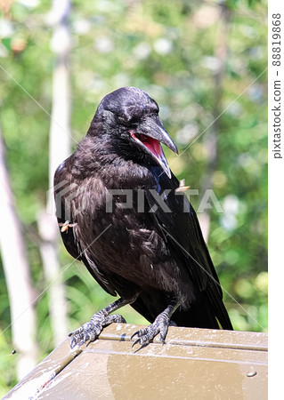 A raven perched on a garbage container catching flies A raven perched on a garbage container catching flies 88819868