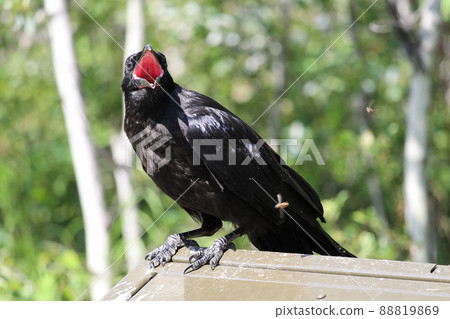 A raven perched on a garbage container catching flies 88819869