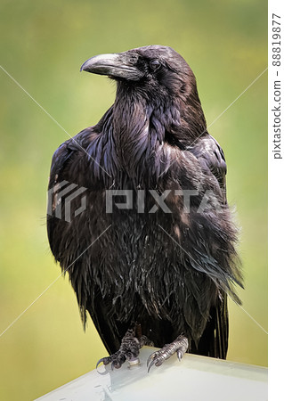 Closeup portrait of a raving with a green background 88819877