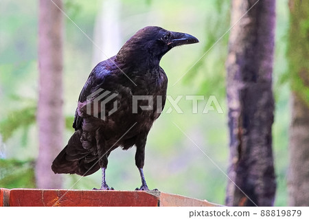 A raven standing on a picnic table 88819879