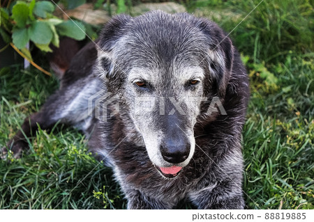 View of the top of a old dogs face View of the top of a old dogs face 88819885