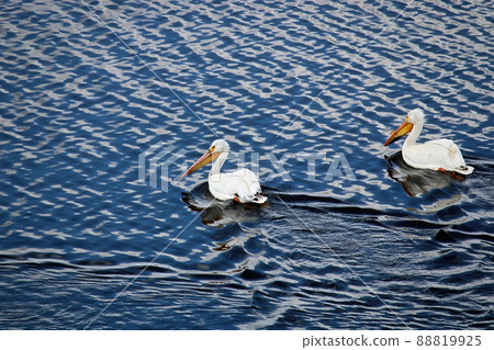 Two pelicans swim in blue reflective water Two pelicans swim in blue reflective water 88819925