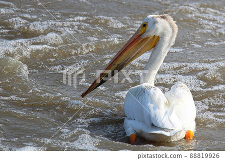 Back and side view of a large pelican swimming 88819926