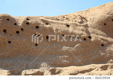 Closeup of Sand Martin Nests in a hillside Closeup of Sand Martin Nests in a hillside 88819936