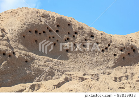 Closeup of Sand Martin Nests in a hillside Closeup of Sand Martin Nests in a hillside 88819938