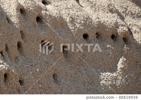 Closeup of Sand Martin Nests in a hillside 88819939