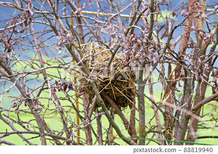 A bird nest built in bare branches A bird nest built in bare branches 88819940