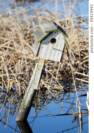 Dried reeds around a rustic birdhouse on a fence 88819942
