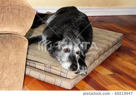 A very sad old dog lays down a matt A very sad old dog lays down a matt 88819947