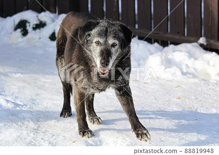 An old derpy dog plays in the winter An old derpy dog plays in the winter 88819948