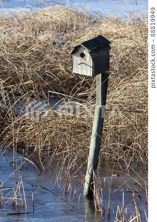 Bird House with reeds in the background 88819949