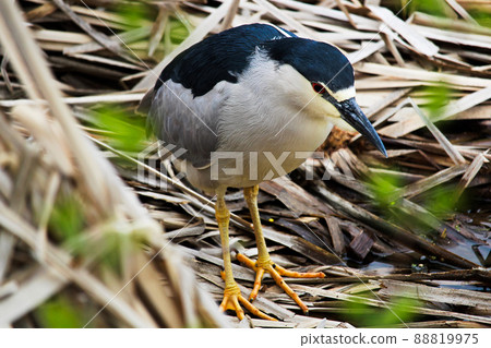 A Black Crown Night Heron walking along dried reeds 88819975