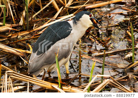 A Black Crown Night Heron eating a goldfish A Black Crown Night Heron eating a goldfish 88819977