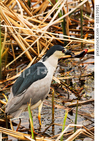 A Black Crown Night Heron walking along dried reeds 88819981