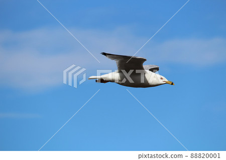 A seagull flying against a blue cloudy sky 88820001