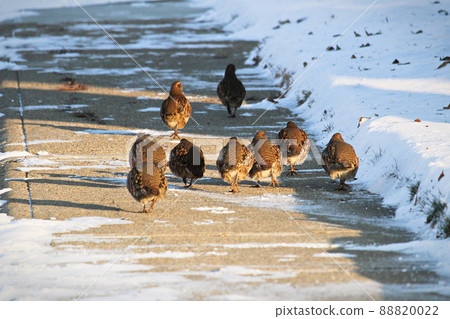Gray Partridge walk along a sidewalk in winter 88820022