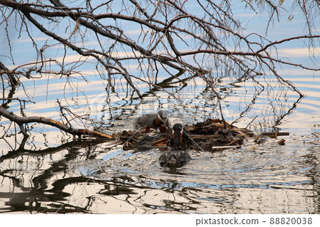 A pair of red necked grebes building a floating nest anchored to a tree branch A pair of red necked grebes building a floating nest anchored to a tree branch 88820038