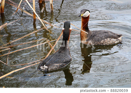 A red necked grebe presenting vegetation as part of courtship A red necked grebe presenting vegetation as part of courtship 88820039