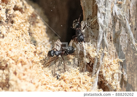 Boreal Carpenter Ants constructing their nest in a tree 88820202