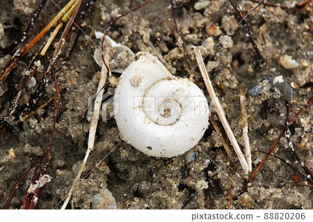 Closeup of a spiral snail shell on a beach 88820206