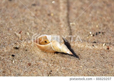 Closeup of a empty snail shell on sand 88820207