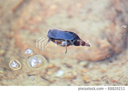 A snail breathing on the top of the water surface 88820211