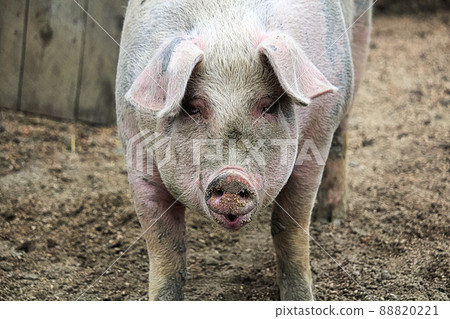 Portrait of a pink pig looking forward Portrait of a pink pig looking forward 88820221
