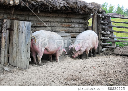 Two pigs outside a rustic barn rooting on the ground Two pigs outside a rustic barn rooting on the ground 88820225