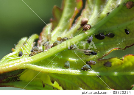 Macro view of aphids on the back of a viburnum leaf Macro view of aphids on the back of a viburnum leaf 88820254
