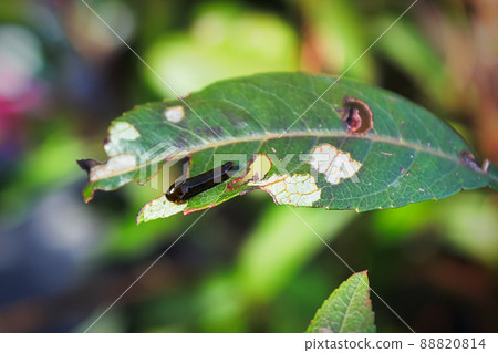 Macro of a pear slug skeletonizing foliage 88820814