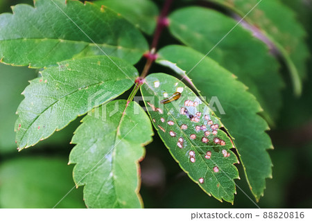 Closeup of a pear slug on a mountain ash branch 88820816