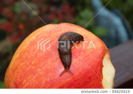 Slug Crawling on a Red Apple With a Bite in It Slug Crawling on a Red Apple With a Bite in It 88820828