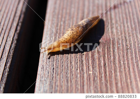 Slug Crawling over Wood with Slime Trail Slug Crawling over Wood with Slime Trail 88820833