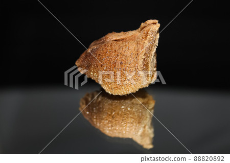The side view of a praying mantis ootheca with a mirrored reflection isolated on a black and gray background The side view of a praying mantis ootheca with a mirrored reflection isolated on a black and gray background 88820892