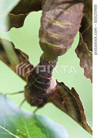 A macro view of the joined abdomens on mating moths 88820900