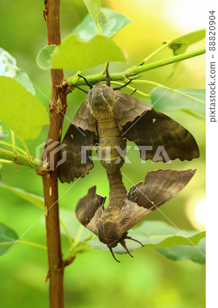 The back view of a pair of poplar sphinx moths mating The back view of a pair of poplar sphinx moths mating 88820904