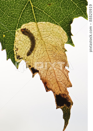 Macro vertical view of a leafminer larva pocket Macro vertical view of a leafminer larva pocket 88820919