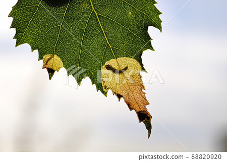 Silhoutte of a birch leafminer insect in a leaf Silhoutte of a birch leafminer insect in a leaf 88820920