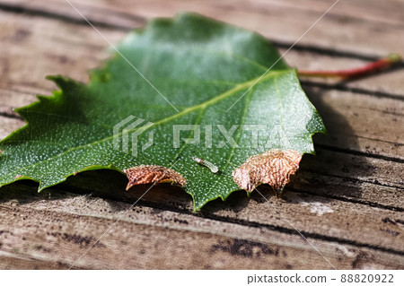 Closeup of a birch leafminer caterpillar next to damaged edges Closeup of a birch leafminer caterpillar next to damaged edges 88820922
