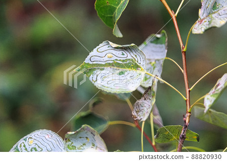 A tree infested with lead miner insects A tree infested with lead miner insects 88820930